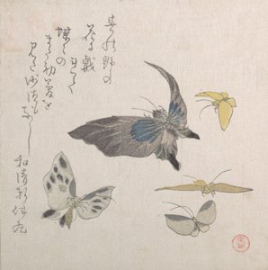 蝴蝶，19世纪。 作者 久保顺曼