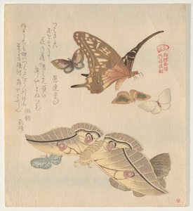 蝴蝶和飞蛾，选自《一群蝴蝶》系列（Gunch? Gafu) 作者 久保顺曼