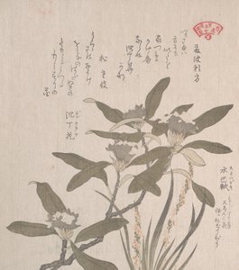 Daphne odora和Mojisuri-so，19世纪。 作者 久保顺曼