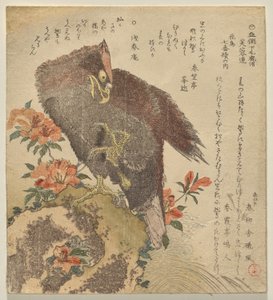 杜鹃花丛中岩石上举爪的老鹰 作者 久保顺曼
