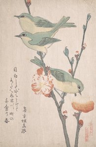 桃树枝上的日本白眼狼，......，约1805-10。 作者 久保顺曼