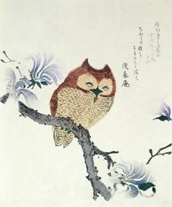 木兰枝上的猫头鹰（纸本水墨和彩色） 作者 久保顺曼