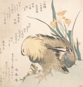 鸳鸯和鸢尾花一对，18世纪末至19世纪初。 作者 久保顺曼