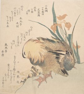 鸳鸯和鸢尾花一对，18世纪末至19世纪初。 作者 久保顺曼