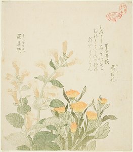 普通万寿菊和拉吉曼花 作者 久保顺曼