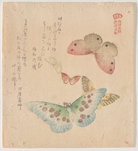 群蝶（Guncho? Gafu）绘画手册