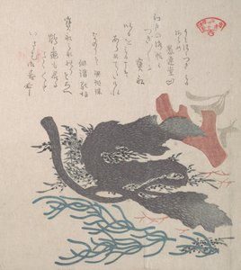 各种海藻，19世纪。 作者 久保顺曼