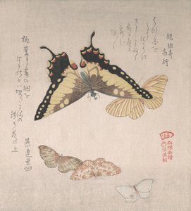 各种飞蛾和蝴蝶，19世纪。 作者 久保顺曼