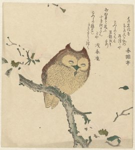 木兰枝上的猫头鹰