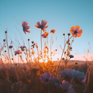 花田 3