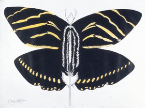 羽蝶》，2004 年（纸上彩铅）
