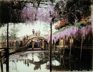 东京龟户的紫藤花（卡片上的手绘胶印）。 作者 草aka（进）金贝