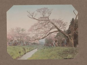 日本东京小金井溪流两岸的人和樱花 作者 日下金兵卫