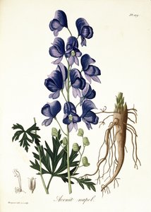 来自&39;Phytographie Medicale&39;的乌头Napellus由Joseph Roques（1772-1850）出版，于1821年出版