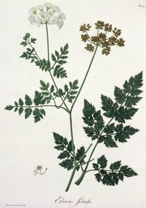 来自&39;Phytographie Medicale&39;的Aethusa Cynapium作者Joseph Roques（1772-1850），1821年出版