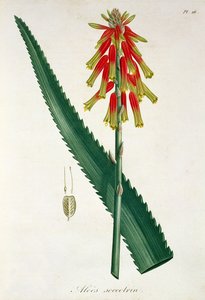 来自&39;Phytographie Medicale&39;的芦荟由Joseph Roques（1772-1850）出版，于1821年出版
