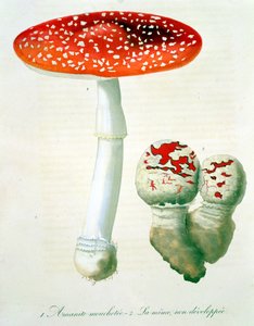 来自&39;Phytographie Medicale&39;的Amanita Muscaria由Joseph Roques（1772-1850）发表于1821年