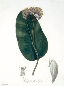 来自&39;Phytographie Medicale&39;的Asclepias Syriaca由Joseph Roques（1772-1850）发表于1821年