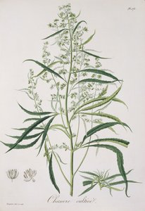 来自&39;Phytographie Medicale&39;的大麻苜蓿（Joseph Roques，1772-1850），1821年出版