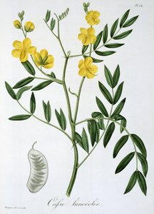 来自约瑟夫罗克斯（1772-1850）的&39;Phytographie Medicale&39;的决明子，于1821年出版