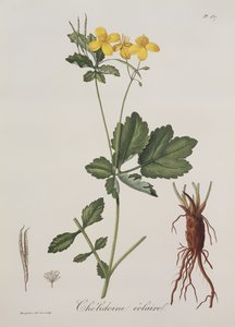 来自Phytographie Medicale的Celidonium Majus，Joseph Roques（1772-1850），1821年出版