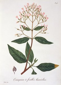 来自约瑟夫罗克斯（1772-1850）的&39;Phytographie Medicale&39;的金鸡纳，于1821年出版