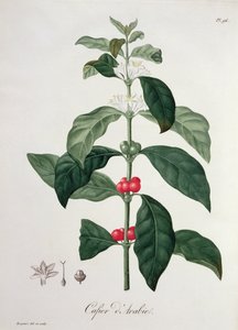 来自&39;Phytographie Medicale&39;的Coffea Arabica作者：Joseph Roques（1772-1850），1821年出版