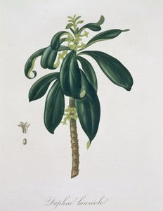 Daphne Laureda来自&39;Phytographie Medicale&39;，Joseph Roques（1772-1850），1821年出版