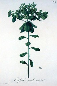 Euphorbia Helioscopia来自Joseph Roques（1772-1850）的《医学植物志》，出版于1821年（雕刻）。