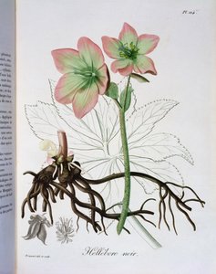 来自Joseph Phques的“Phytographie Medicale”的Helleborus Niger（1772-1850），1821年出版