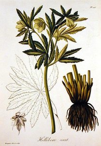 Helleborus Viridis，来自Joseph Roques（1772-1850）的《医学植物志》，1821年出版（雕刻）。