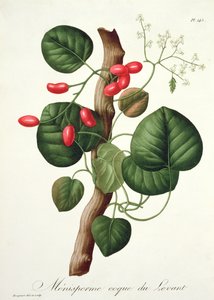 来自&39;Phytographie Medicale&39;的Menispermum由Joseph Roques（1772-1850）出版，发表于1821年