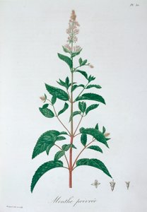 薄荷（Mentha Piperita） 薄荷，1821年 作者 LFJ霍夸特