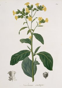 来自Joseph Phques（1772-1850）的&39;Phytographie Medicale&39;的烟草，于1821年出版 作者 LFJ霍夸特