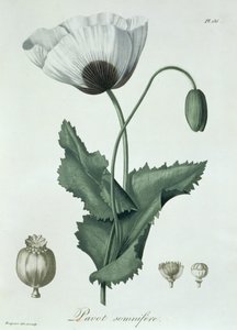 来自&39;Phytographie Medicale&39;的Papaver Somniferum作者Joseph Roques（1772-1850），1821年出版