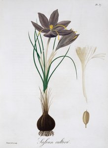 藏红花 Crocus, 1821.   作者 LFJ霍夸特
