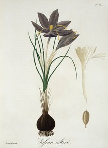 来自&39;Phytographie Medicale&39;的Saffron Crocus由Joseph Roques（1772-1850）发表于1821年