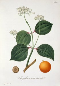 来自&39;Phytographie Medicale&39;的Strychnos nux vomica由Joseph Roques（1772-1850）发表于1821年