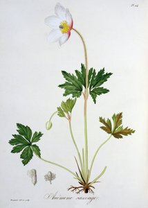 来自&39;Phytographie Medicale&39;的木制海葵由Joseph Roques（1772-1850）发表于1821年