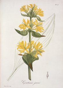 来自&39;Phytographie Medicale&39;的黄色龙胆由Joseph Roques（1772-1850）出版，于1821年出版