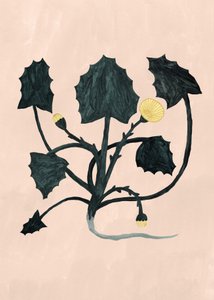 未知植物，2018