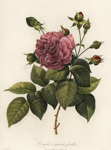 孟加拉玫瑰，Rosa chinensis 品种，Bengale a grandes feuilles 作者 朗格洛伊斯朗格洛伊斯