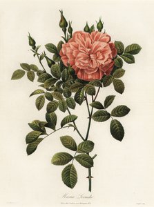 玛丽亚·列奥尼达（Maria Leonida），杂交玫瑰，大苞蔷薇品种 作者 朗格洛伊斯朗格洛伊斯