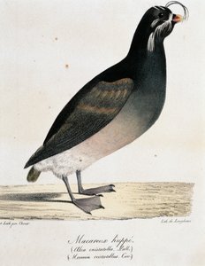 凤头鹦鹉（Aethia cristatella），摘自《世界之旅》（Voyage pittoresque autour du monde）。