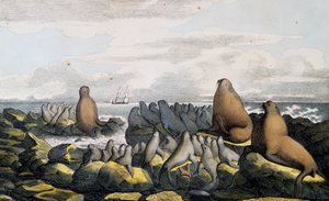 来自阿拉斯加圣保罗岛的海熊，来自《世界范围内的坑道旅行》（Voyage pittoresque autour du monde）。
