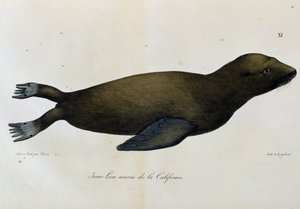 年轻的海狮，加利福尼亚，摘自《世界之旅》（Voyage pittoresque autour du monde）。