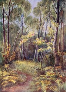 在Leigh Woods