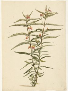花铁线莲（Asclepias curassavica） 作者 劳伦斯·文森茨。范德文