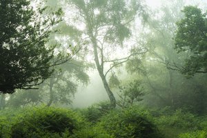 绿色回声，2024 年（照片）