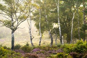 消逝的季节，2023 年（照片）